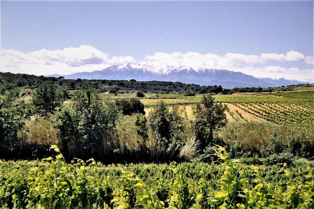Le Canigou se révèle derrière les vignes de Peyrestortes au printemps - ©Mairie de Peyrestortes